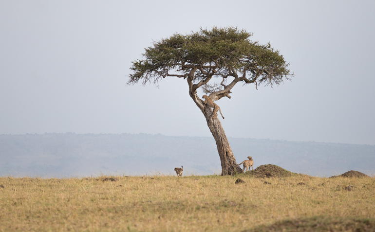 Toffee Photography Cheetah Brothers